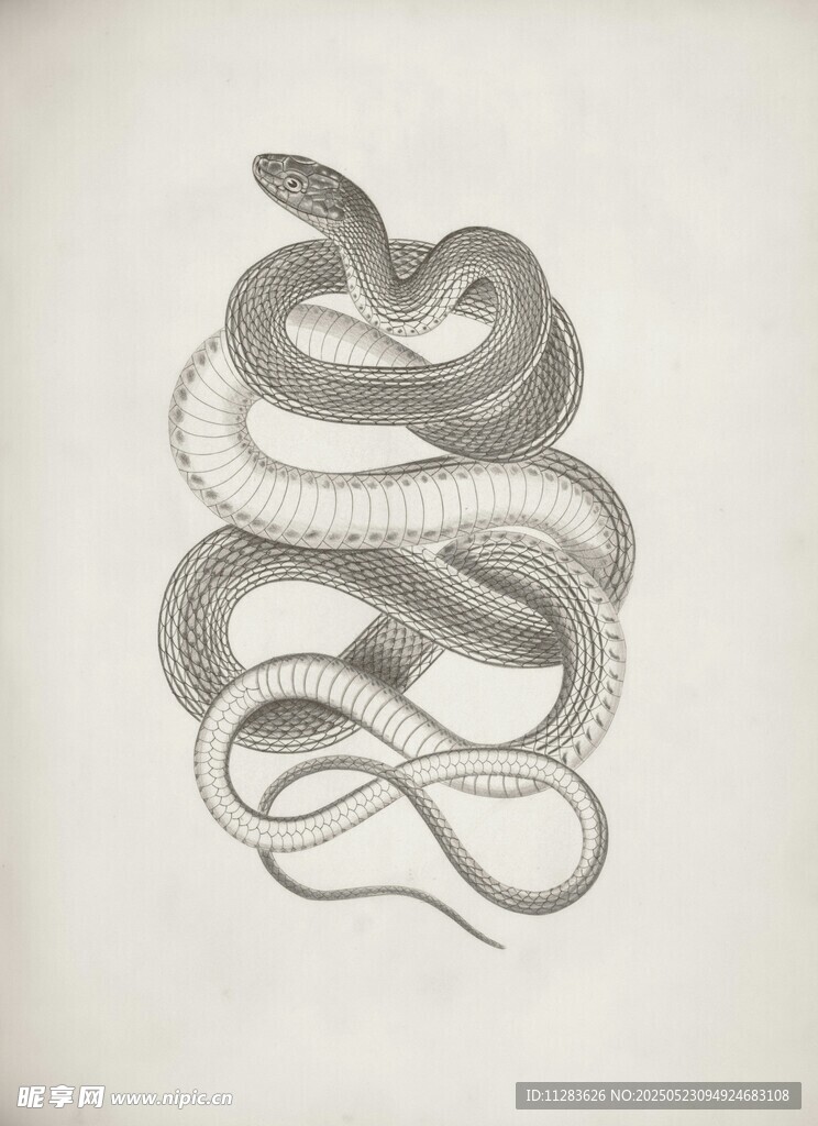 盘绕的蛇黑白素描图