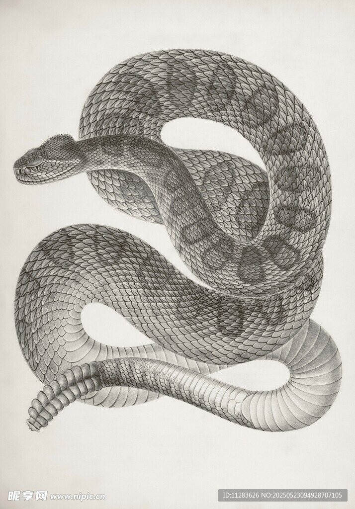 盘绕的蛇类黑白插画
