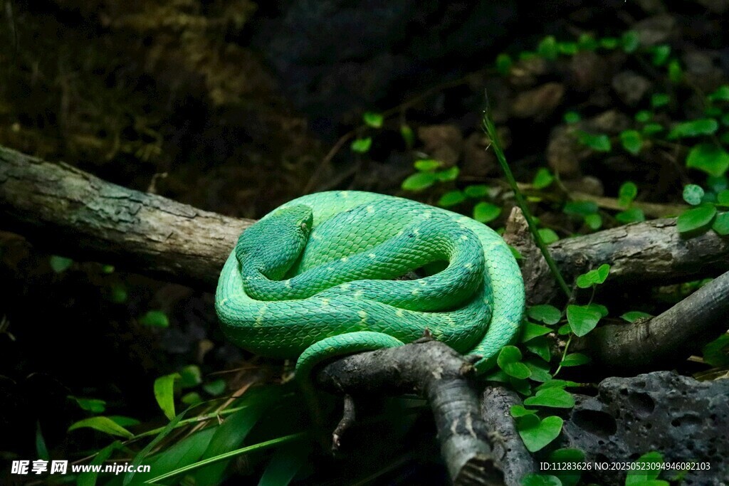 翠绿盘绕树枝的美丽蟒蛇