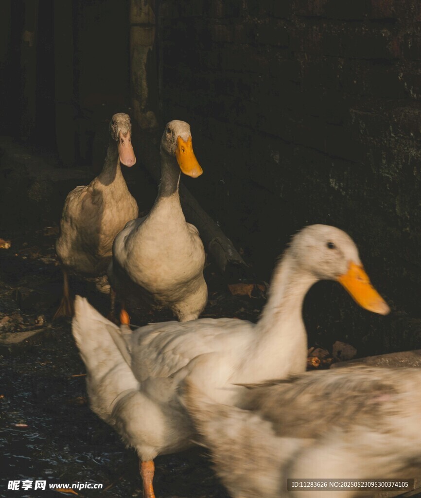 一群鸭子在地面行走