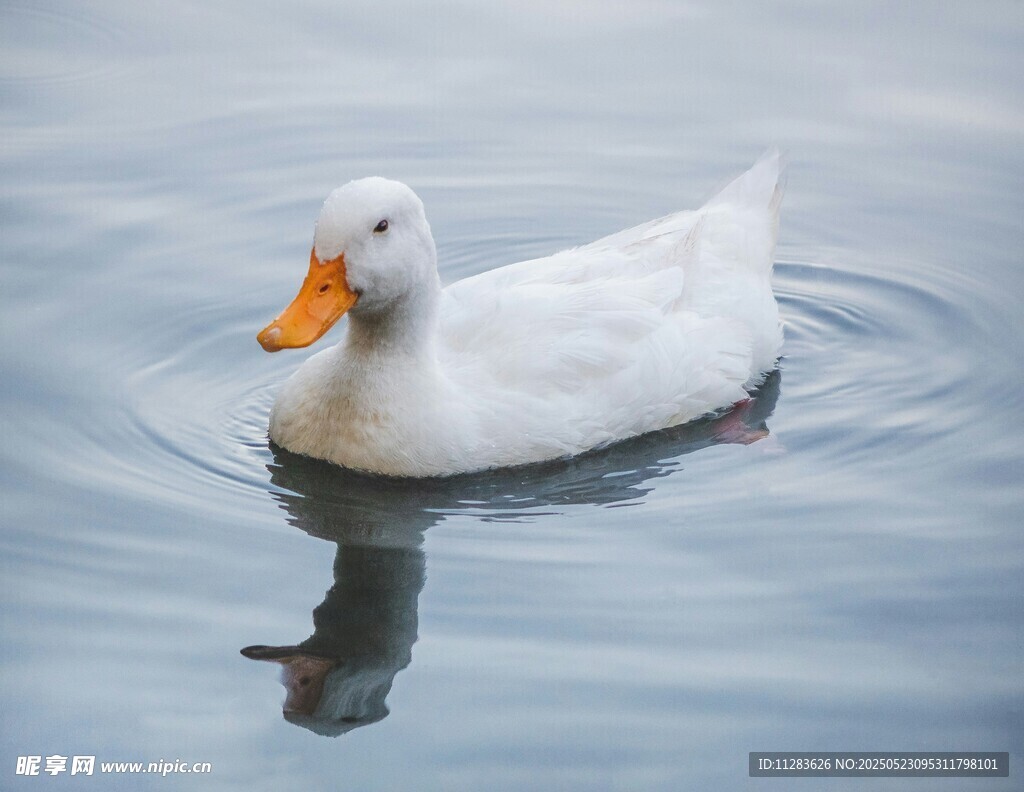白鸭水中游