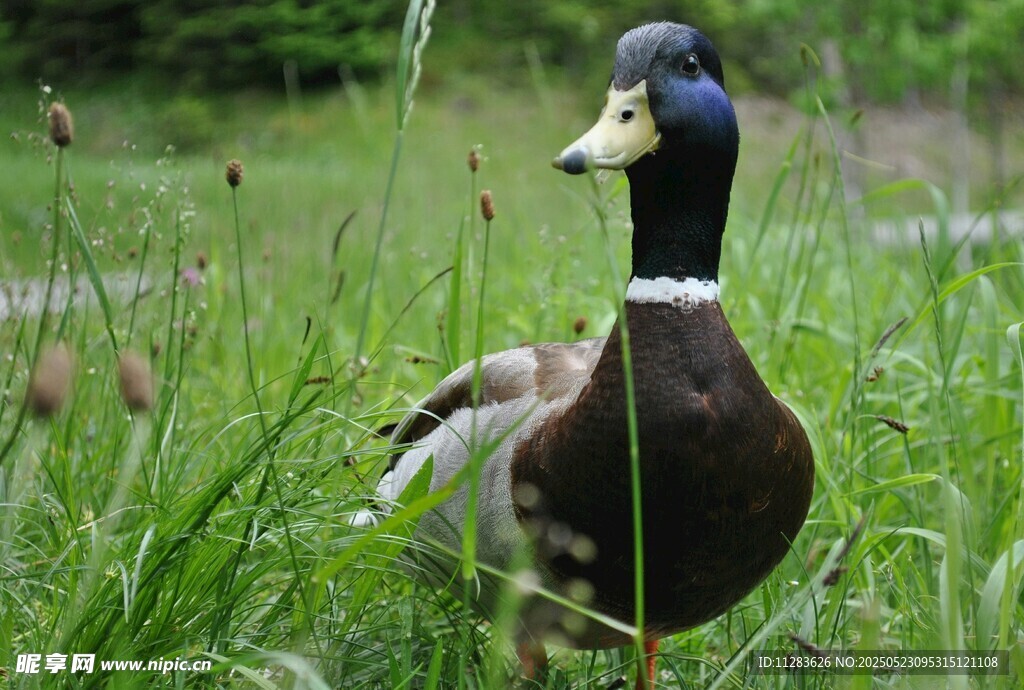 草地上的一只野鸭