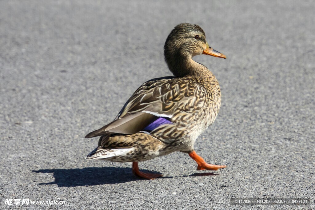 路上独行的鸭子