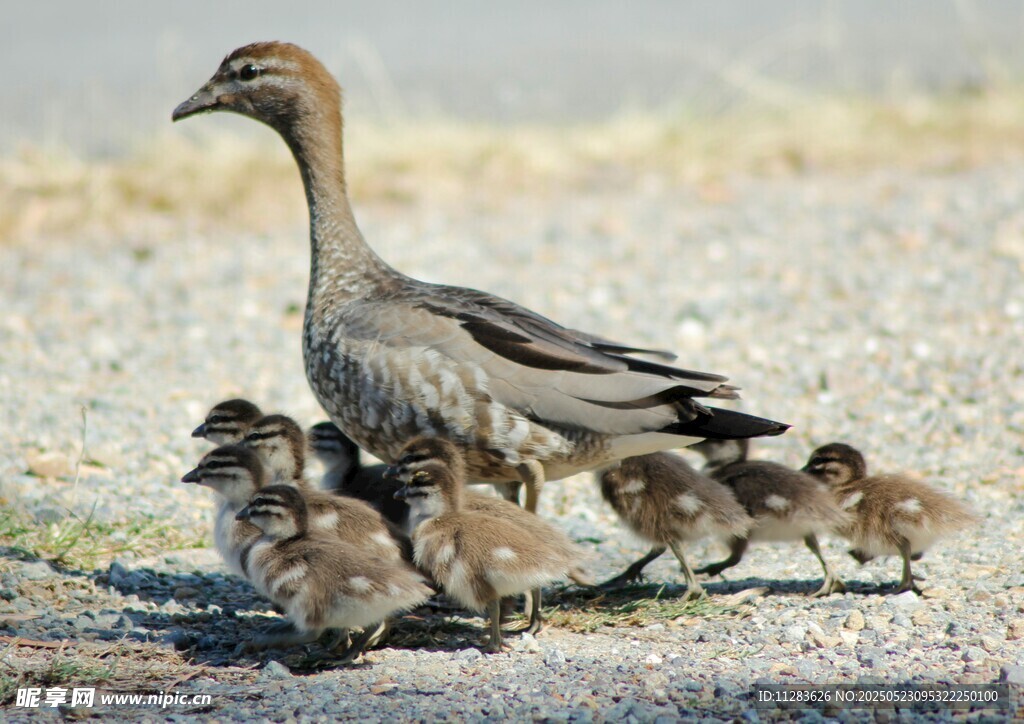 母鸭带小鸭漫步