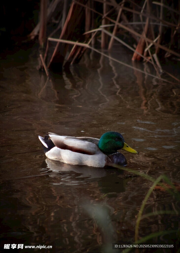绿头鸭悠游于静谧水面