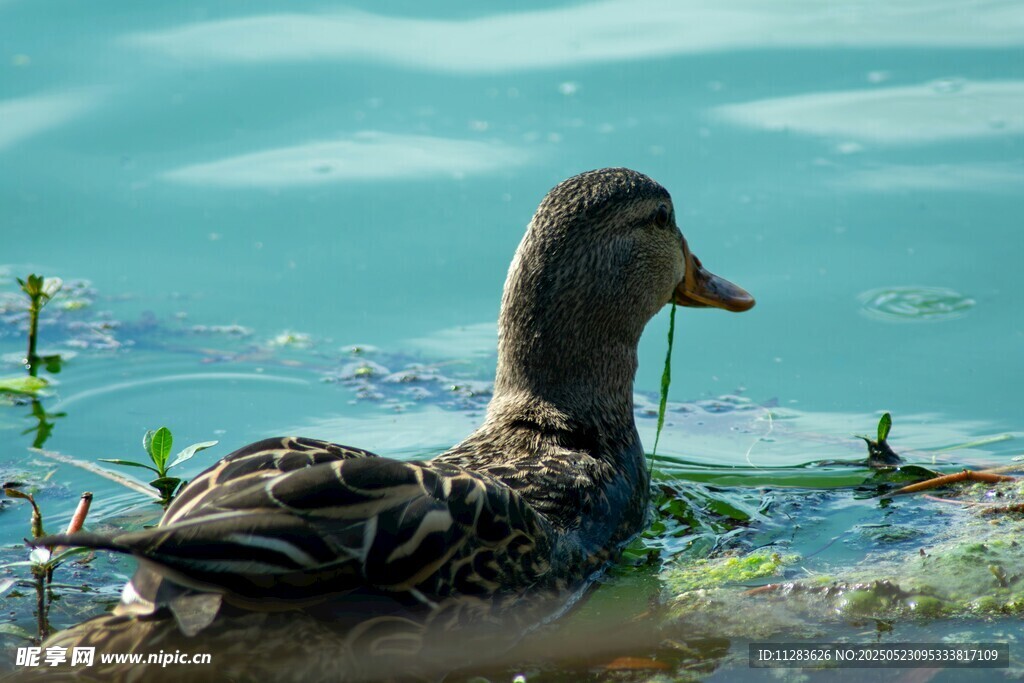 水中游弋的斑纹鸭子