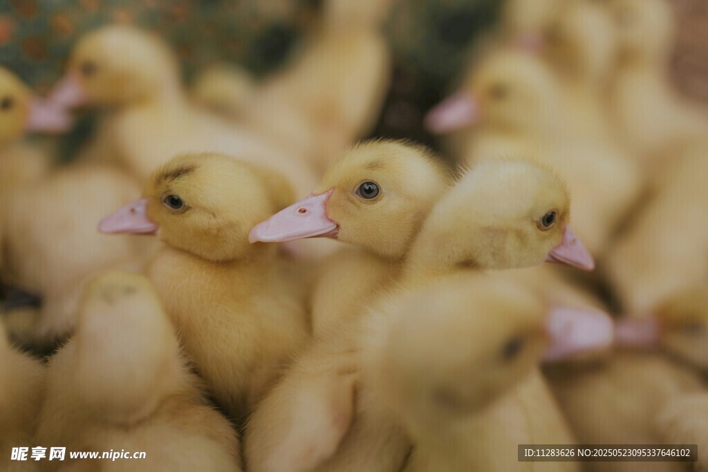 可爱小黄鸭聚集画面