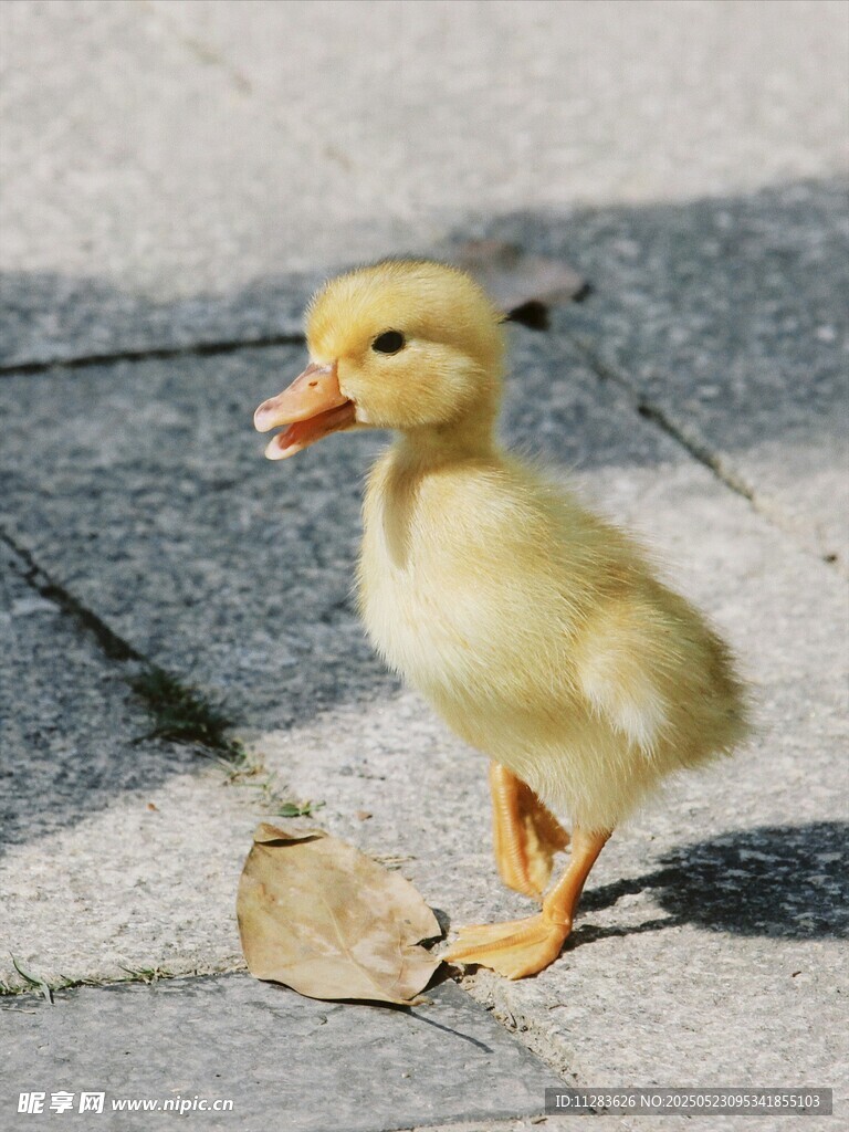 小黄鸭在路面上行走