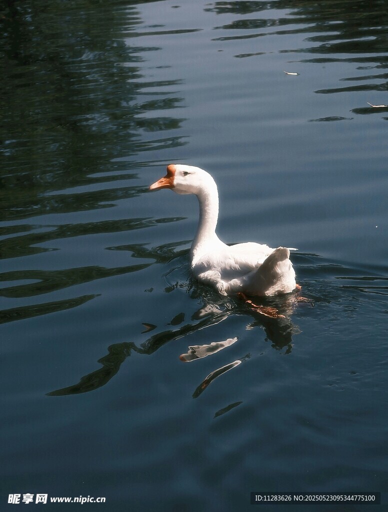 白鹅水中悠然游