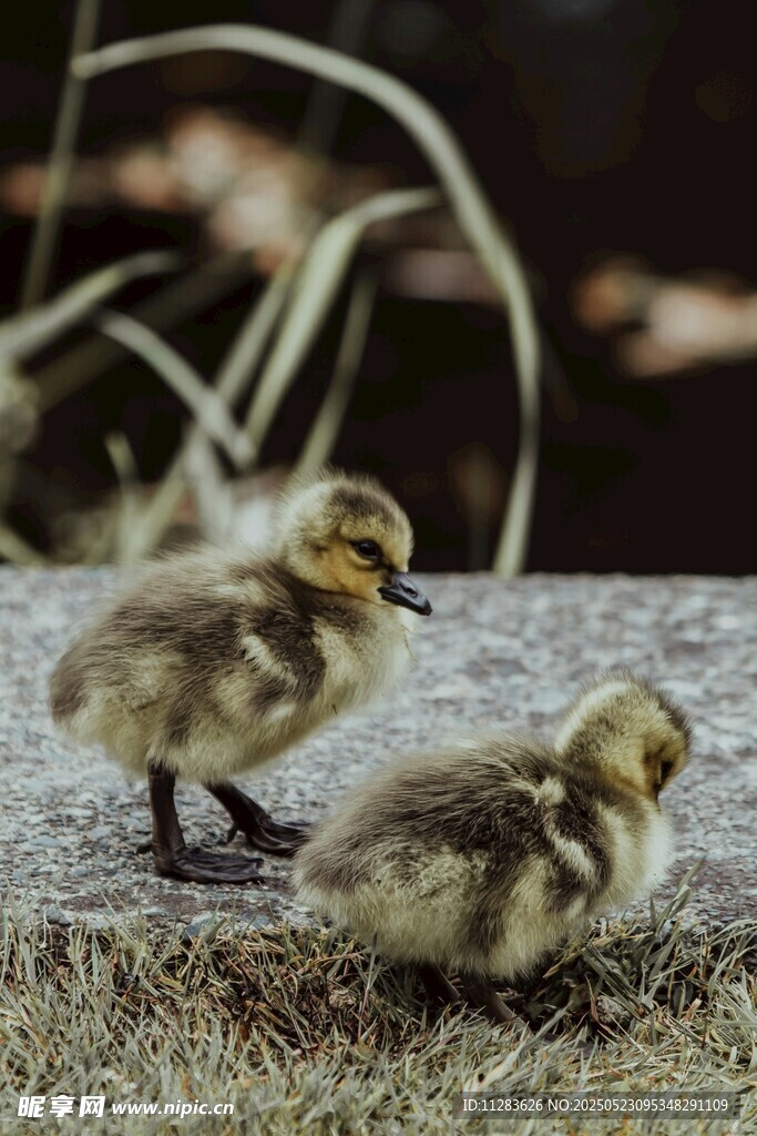两只小鸭子在岸边