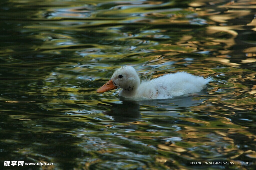 水中游弋的白色鸭子