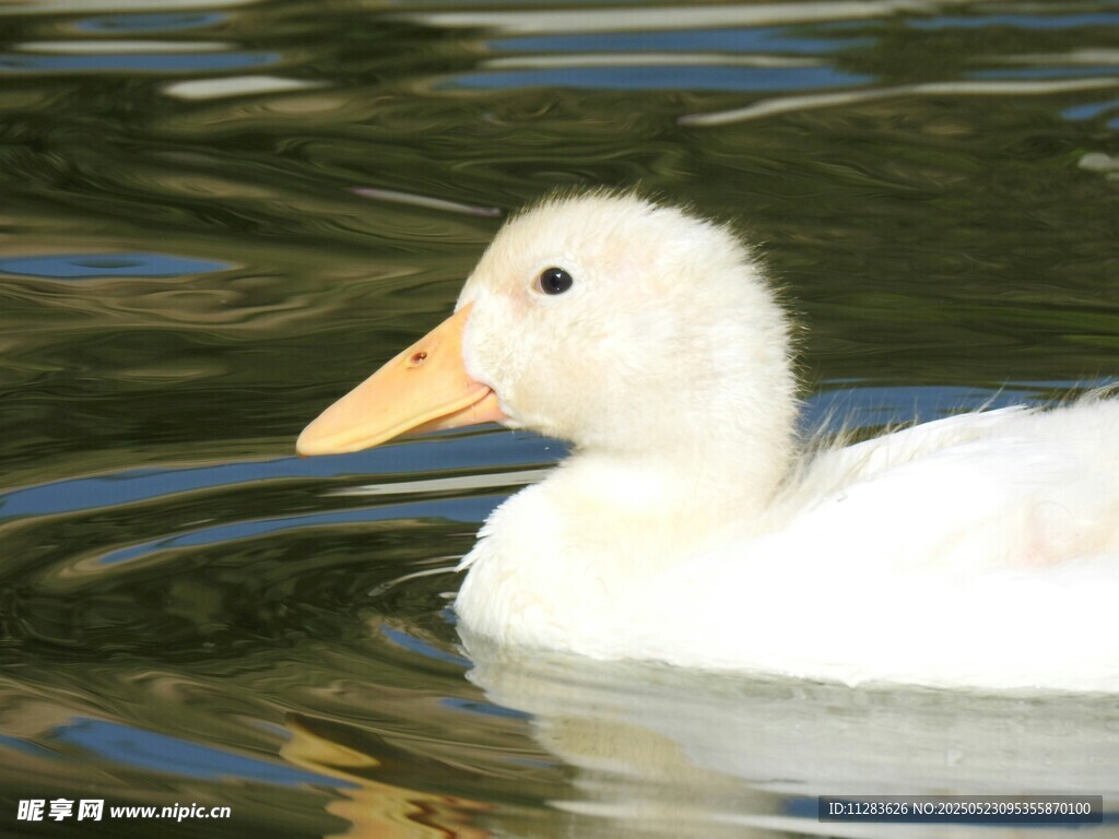 水中游弋的可爱小白鸭