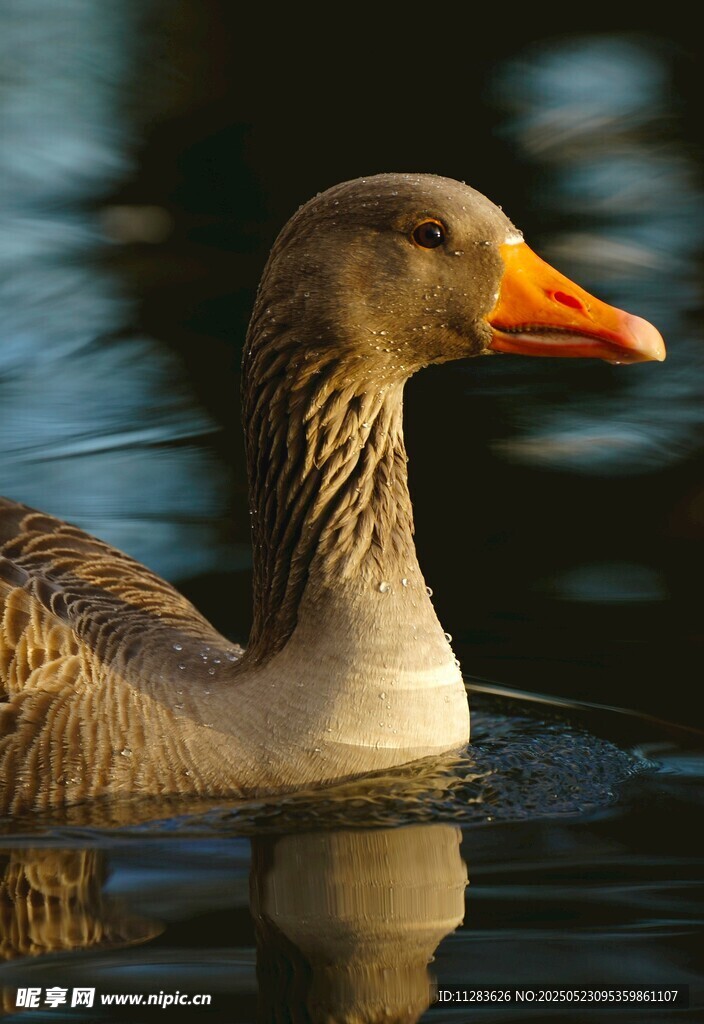 水中游弋的灰鹅