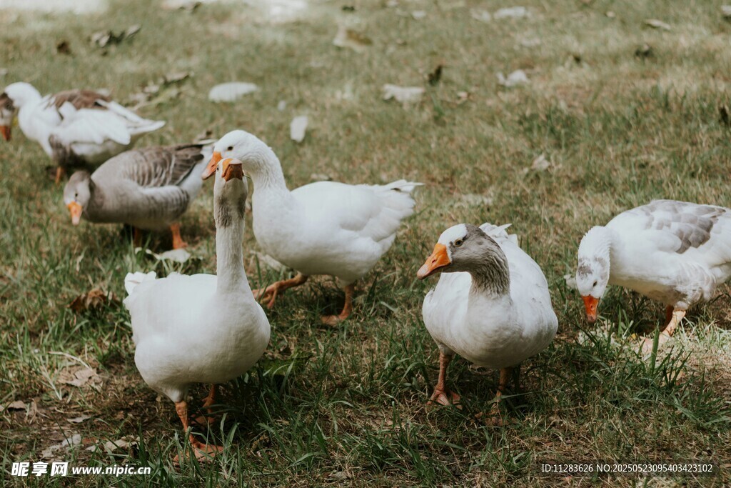 草地上的一群白鹅