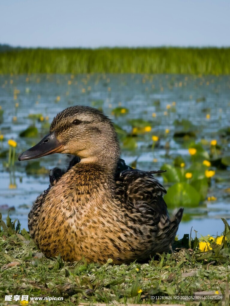 草地上休憩的野鸭