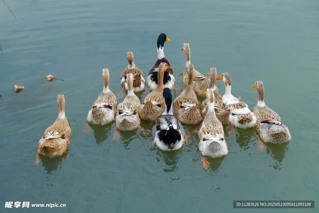 水中群鸭嬉戏图