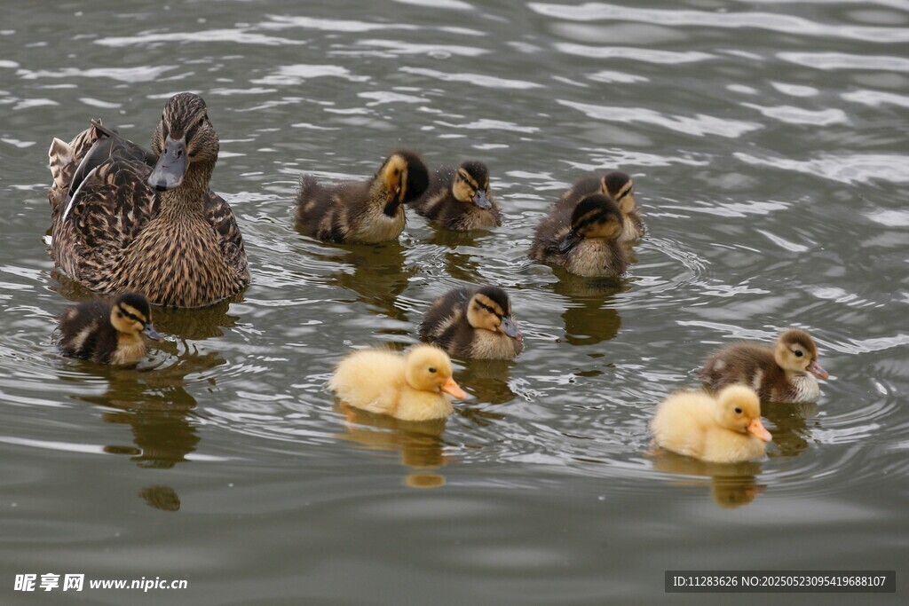 鸭妈妈带小鸭水中嬉戏