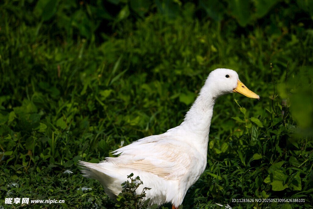 草地上的白色鸭子