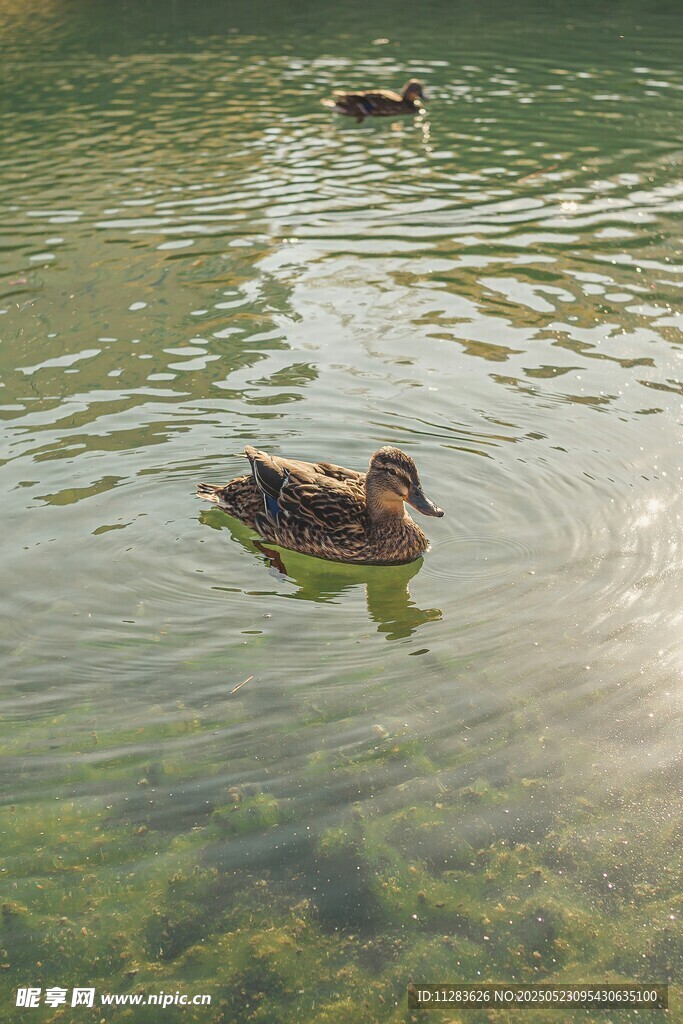 水中游弋的鸭子