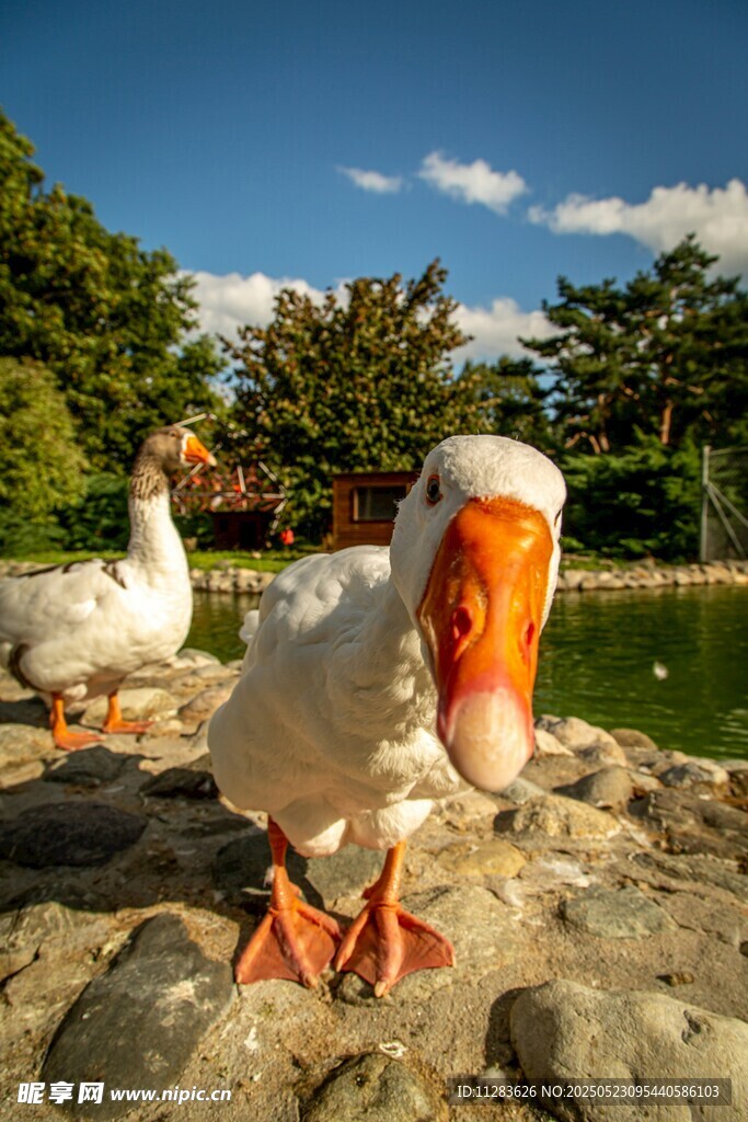 岸边白鹅特写