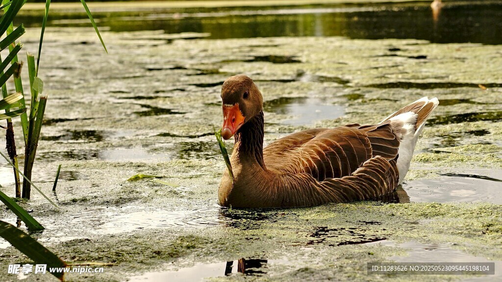 水中游弋的灰鹅