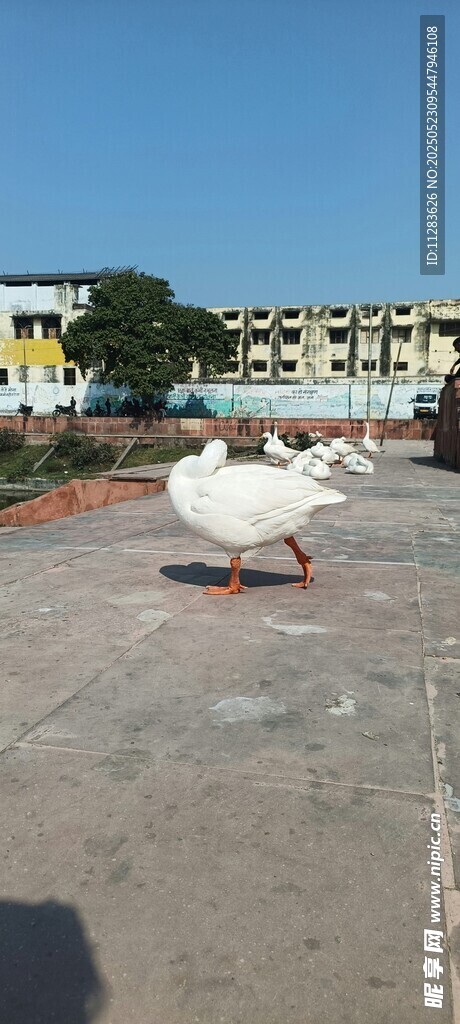 广场上的白鹅