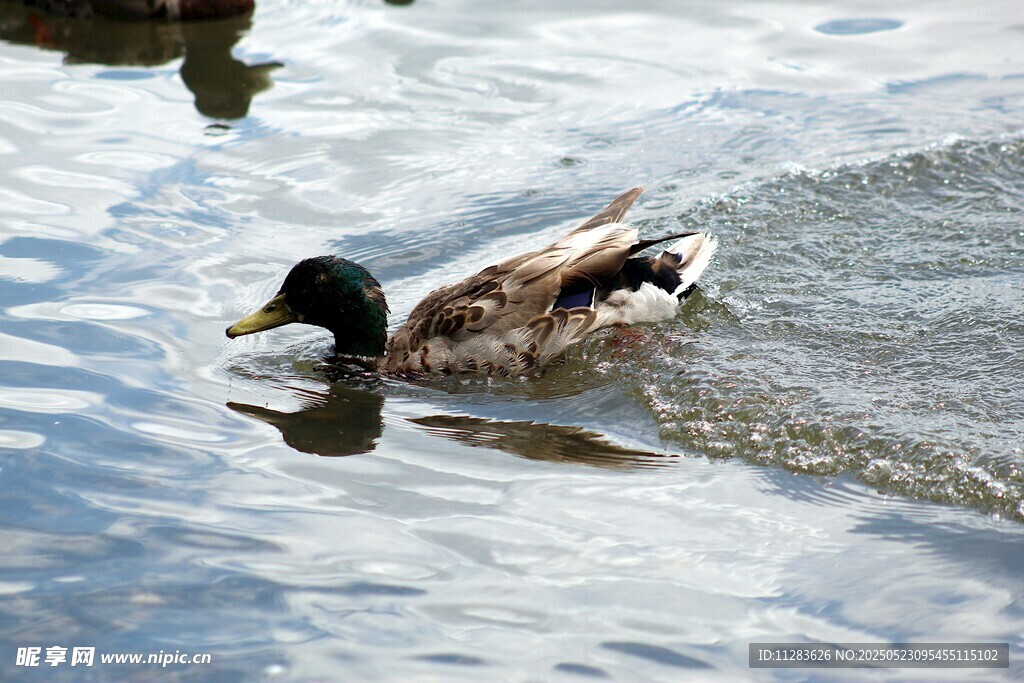 水面上畅游的绿头鸭