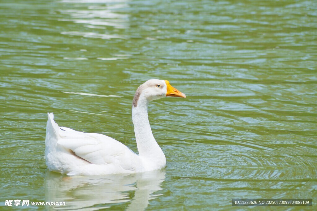 白鹅水中游