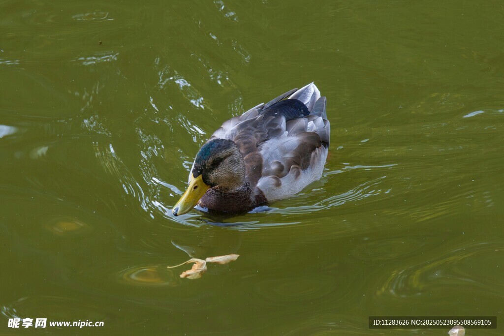 水中觅食的鸭子