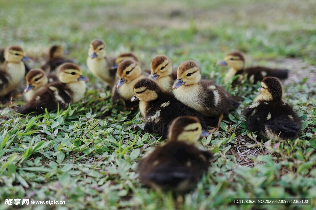 草地上的一群小鸭子