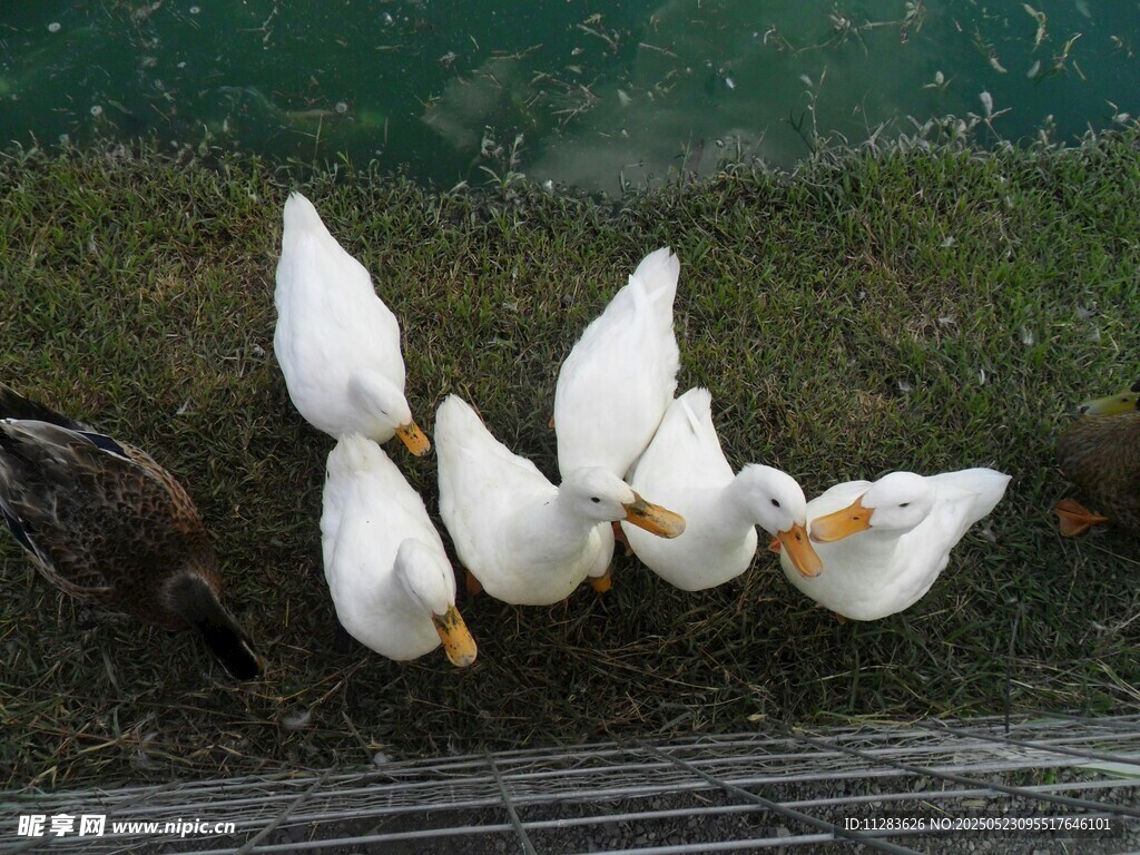 水边白鸭群聚