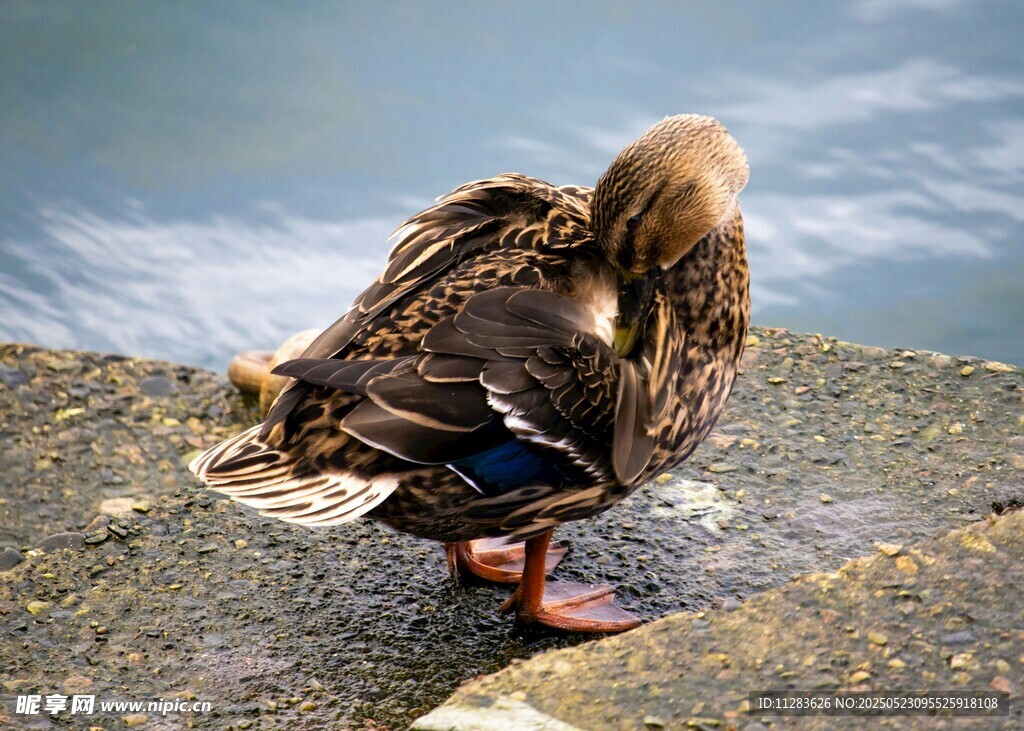 岸边单脚站立的休憩鸭子