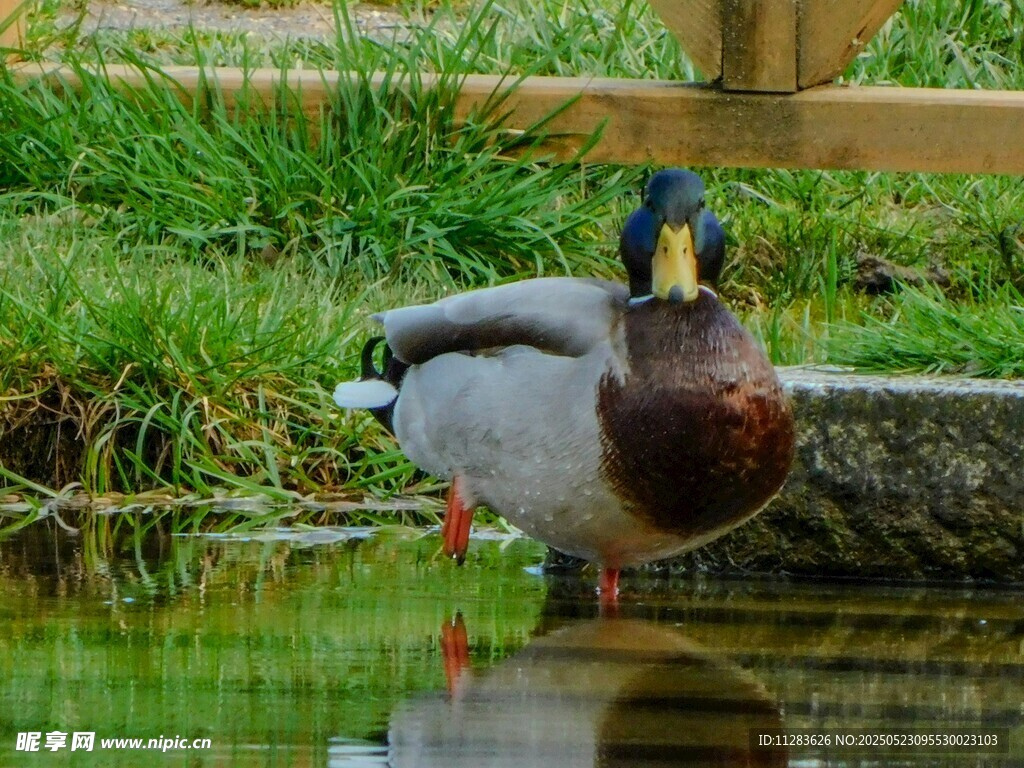 池塘边的绿头鸭