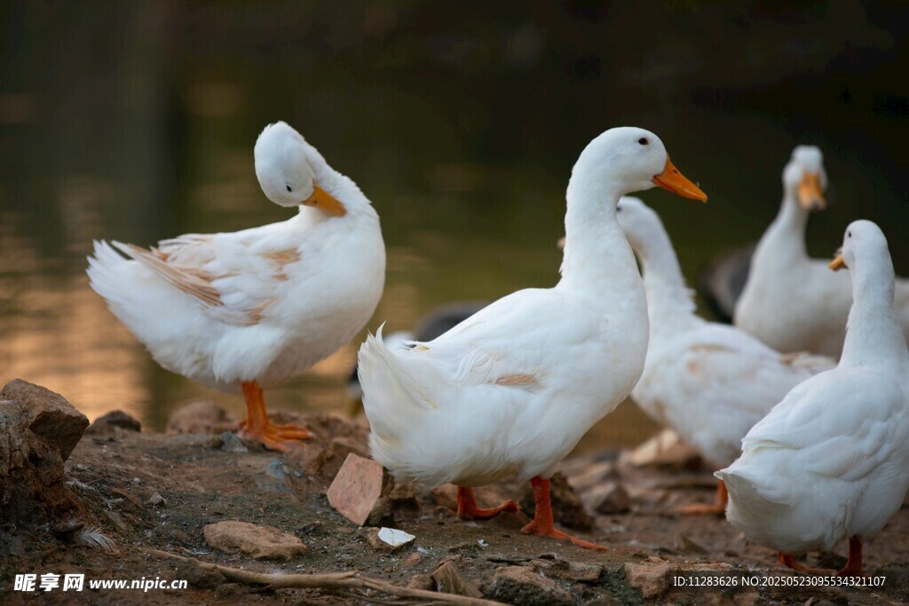 一群白鹅在岸边