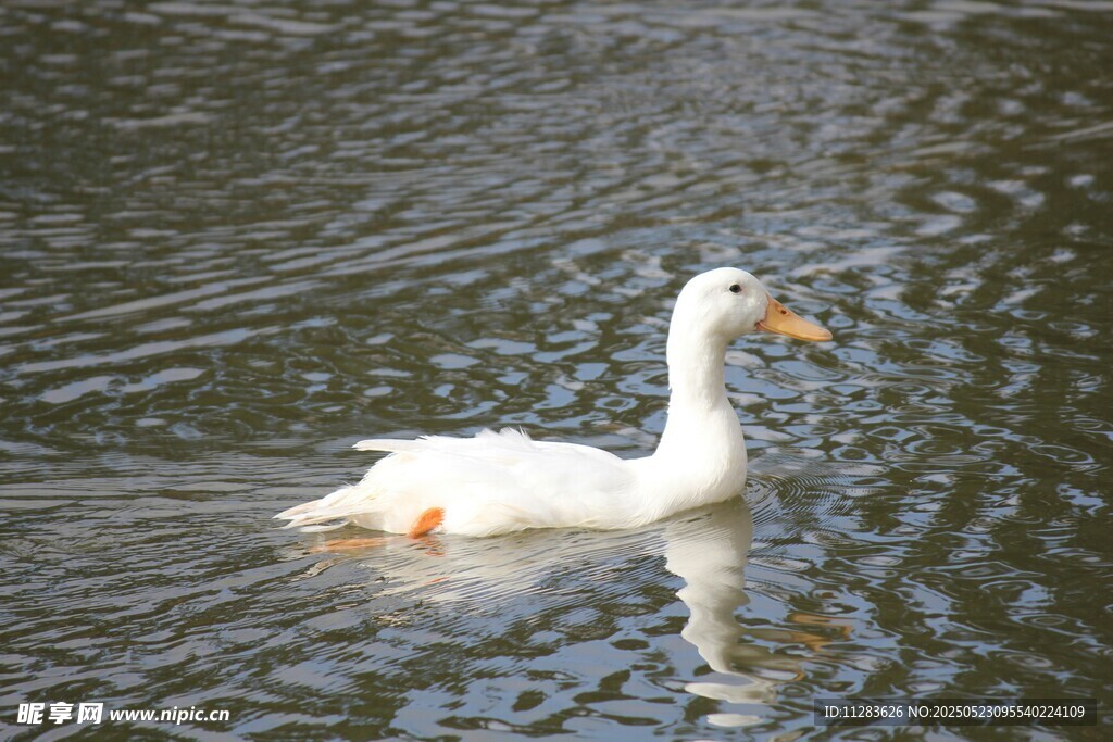 白鸭水中游