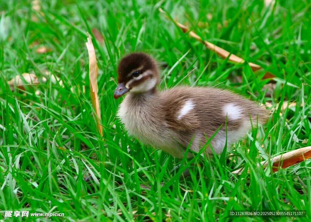 草地上的小鸭子