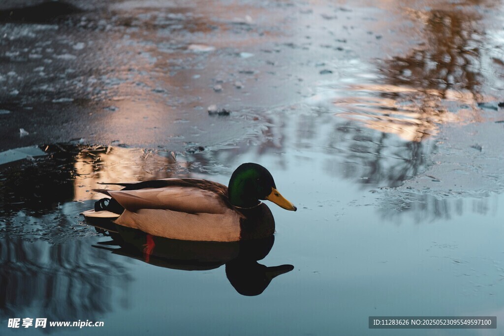 湖面野鸭悠然自得