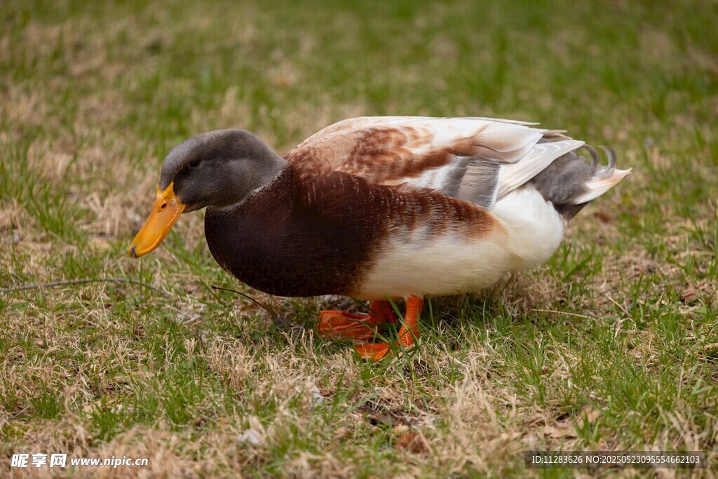 草地上的多彩野鸭