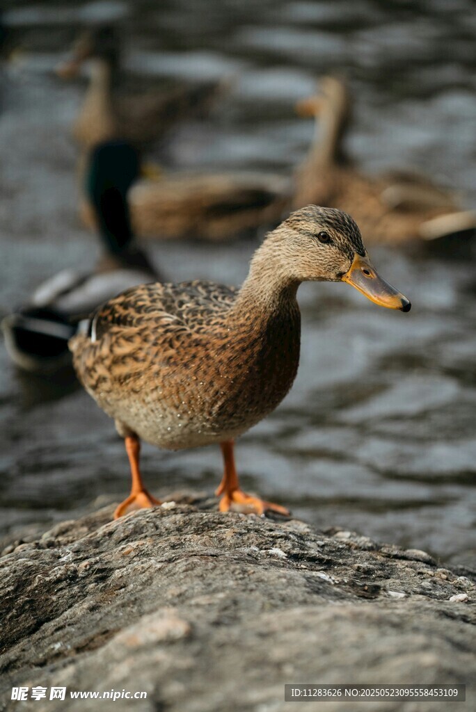 岸边野鸭