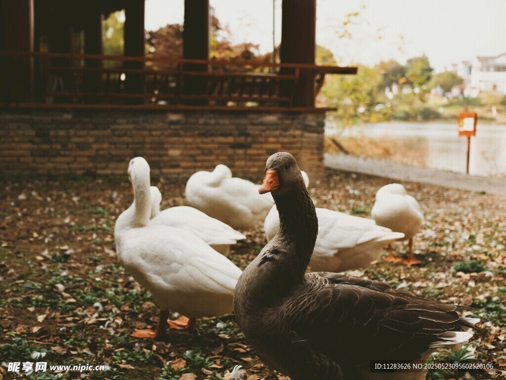 庭院中休憩的鹅群