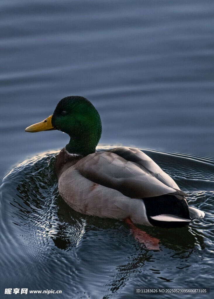 绿头鸭水中悠然游动