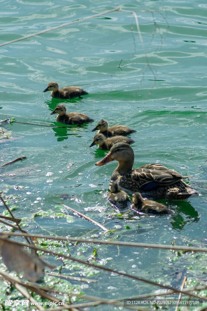 母鸭带小鸭水中悠游