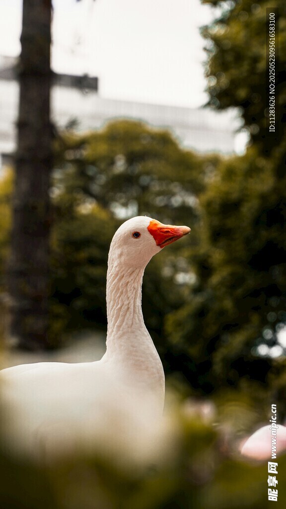 田园白鹅特写