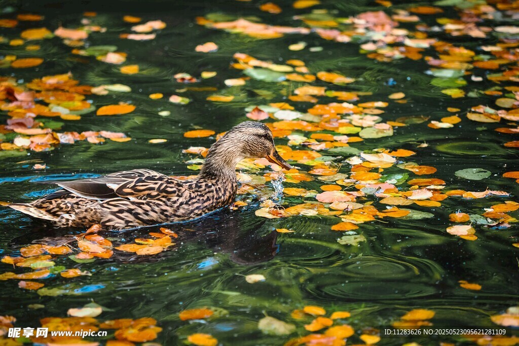野鸭游弋于斑斓落叶水面