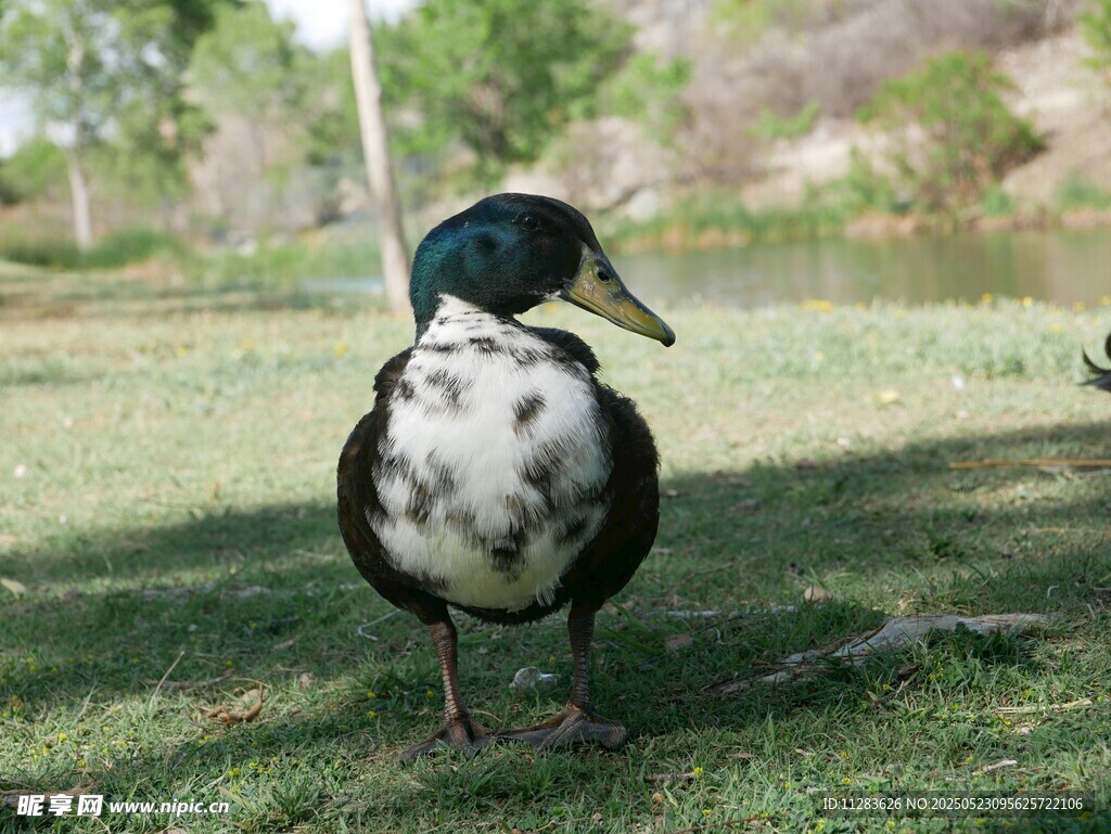 草地上的绿头鸭