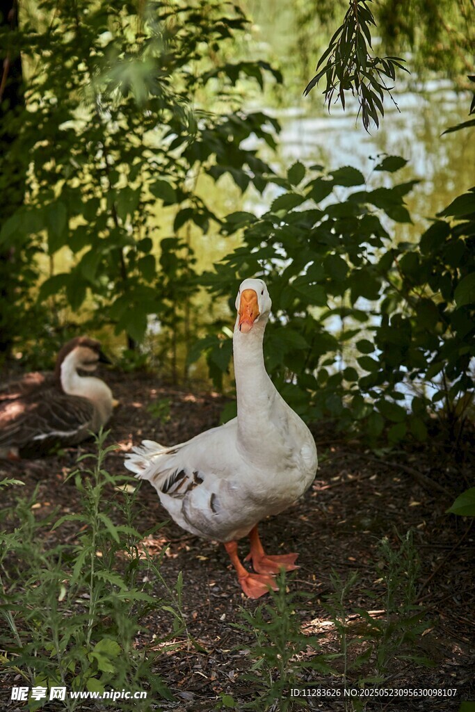 林间湖畔的悠闲白鹅