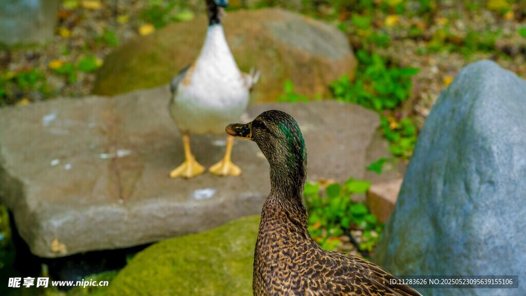 石上双鸭互动画面