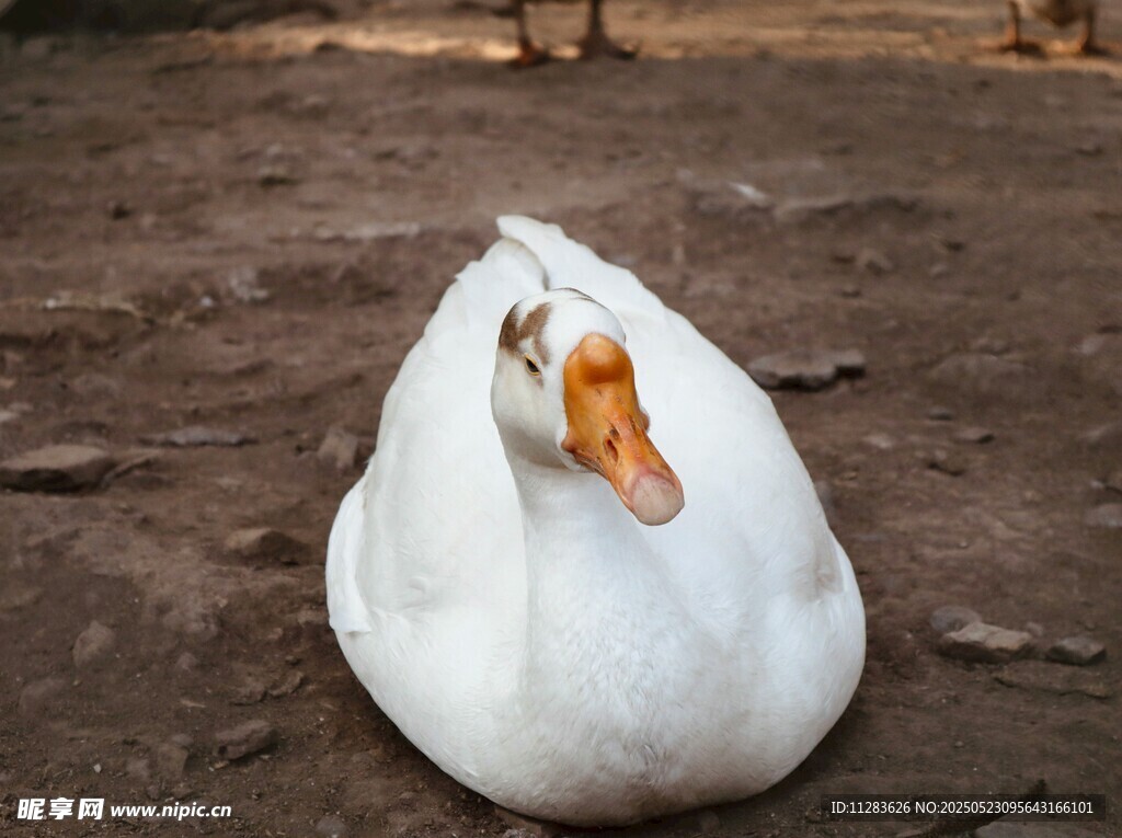 白鹅伏地休憩