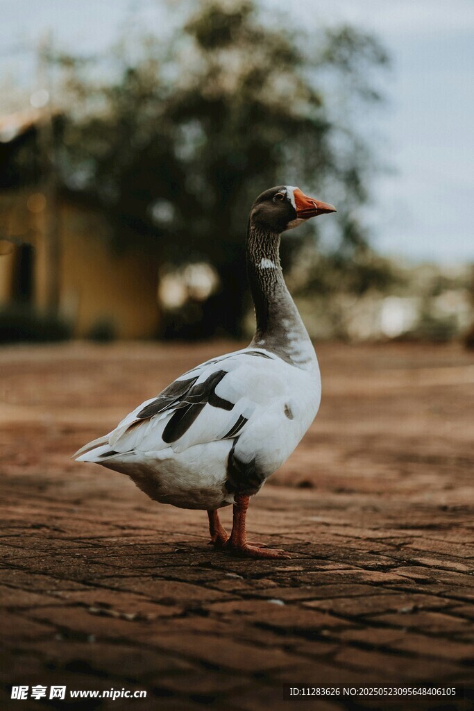 单只站在地面的黑白鸭子