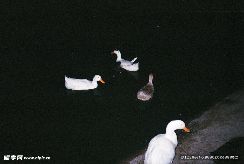 夜空中飞翔的白色鸟儿